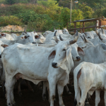 Como a Pecuária 4.0 Está Transformando a Gestão de Rebanhos no Brasil