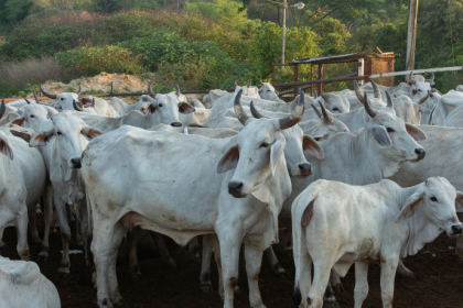 Como a Pecuária 4.0 Está Transformando a Gestão de Rebanhos no Brasil