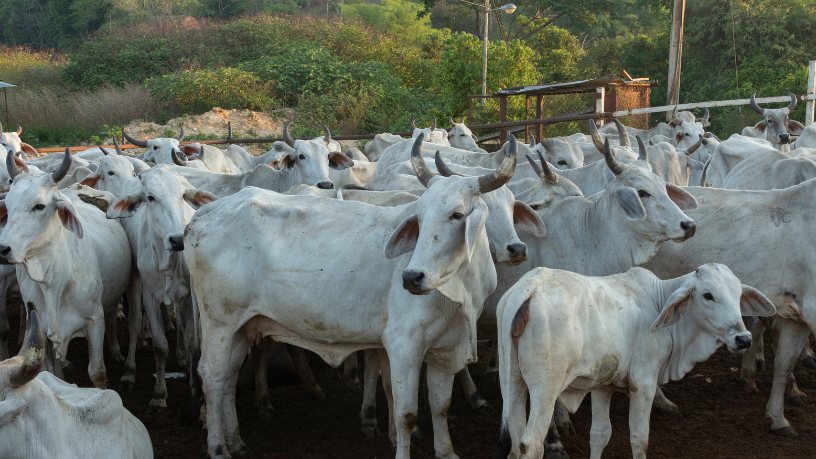 Como a Pecuária 4.0 Está Transformando a Gestão de Rebanhos no Brasil