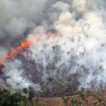 Brasil tem menor área queimada na Amazônia em 41 anos, aponta novo relatório